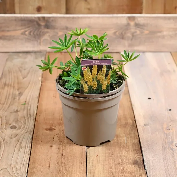 Lupin Legendary Yellow Shades 3 Litre