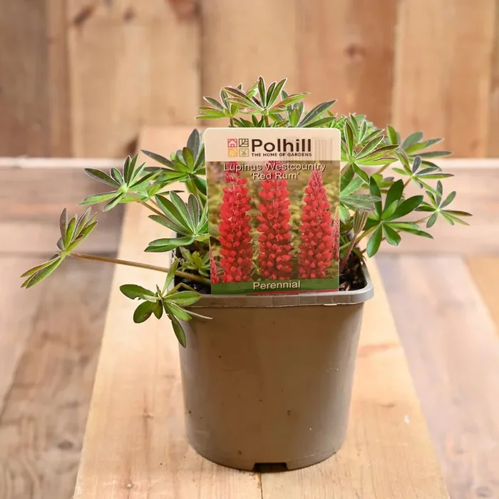 Lupinus Westcountry ‘Red Rum’ 3L