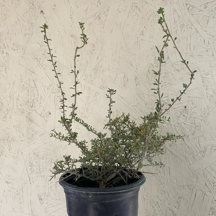 Lycium californicum, California Box Thorn