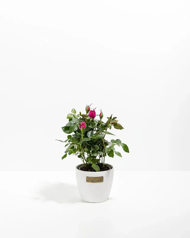 Magenta Miniature Rose