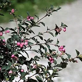 Magic Berry Coralberry