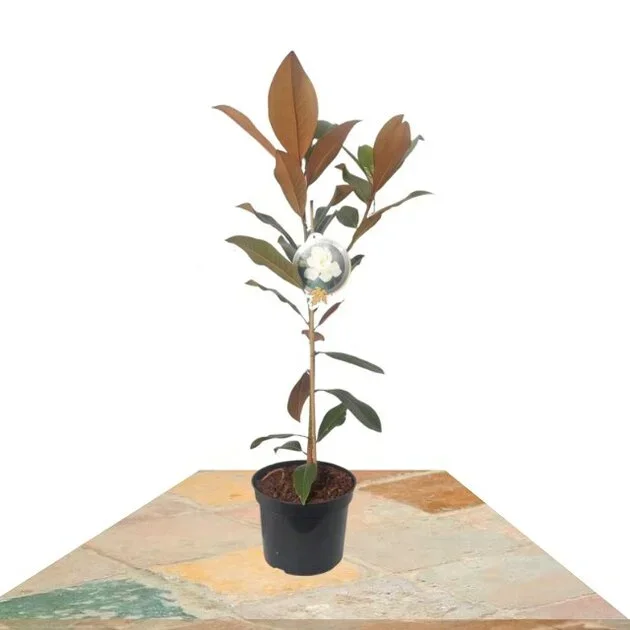 MAGNOLIA GRANDIFLORA 35CM (MAGNOLIO)