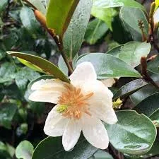 Magnolia ‘Scented Pearl’ 6″ Pot