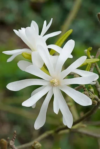 Magnolia stellata ‘Star Magnolia’ 12″ Pot
