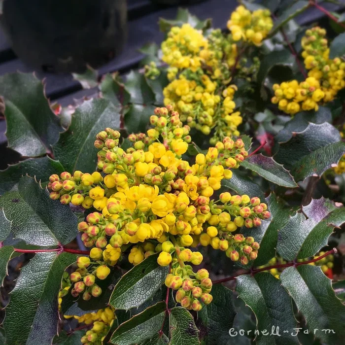 Mahonia aquifolium 2gal Oregon Grape