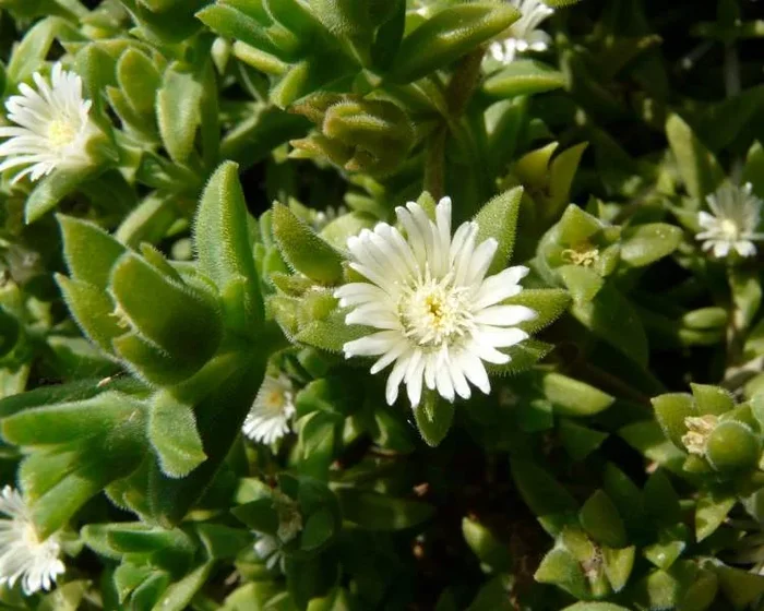 Malephora crocea –Angel’s Blush Ice Plant–