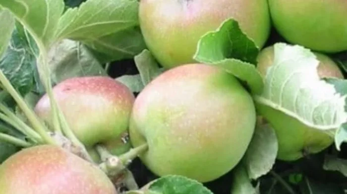 Malus Ballerina® ‘Polka’ Columnar Apple’ 12″ Pot