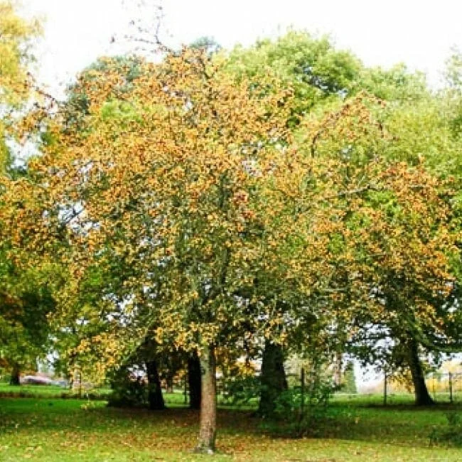 Malus ‘Golden Hornet’ Crab Apple 16″ Pot