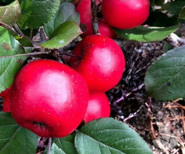 Malus ‘Magnus Summer Surprise’ Apple 10″ Pot