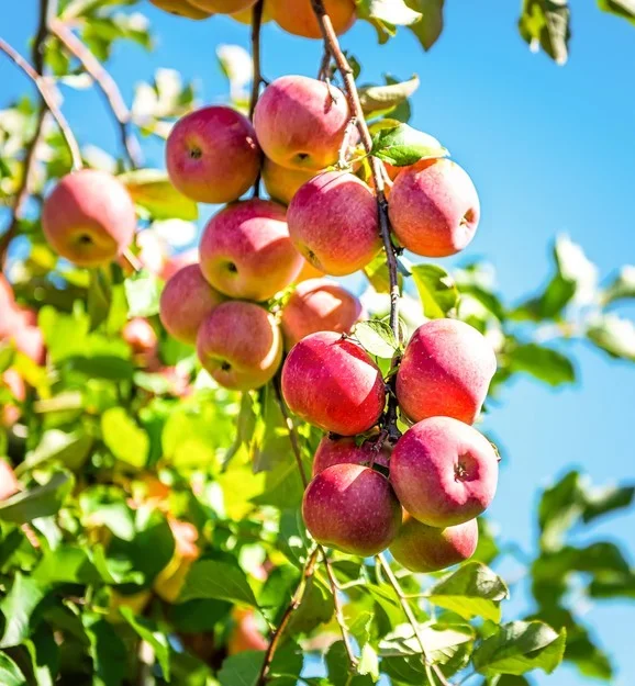 Malus ‘Pink Lady’ Apple 10″ Pot
