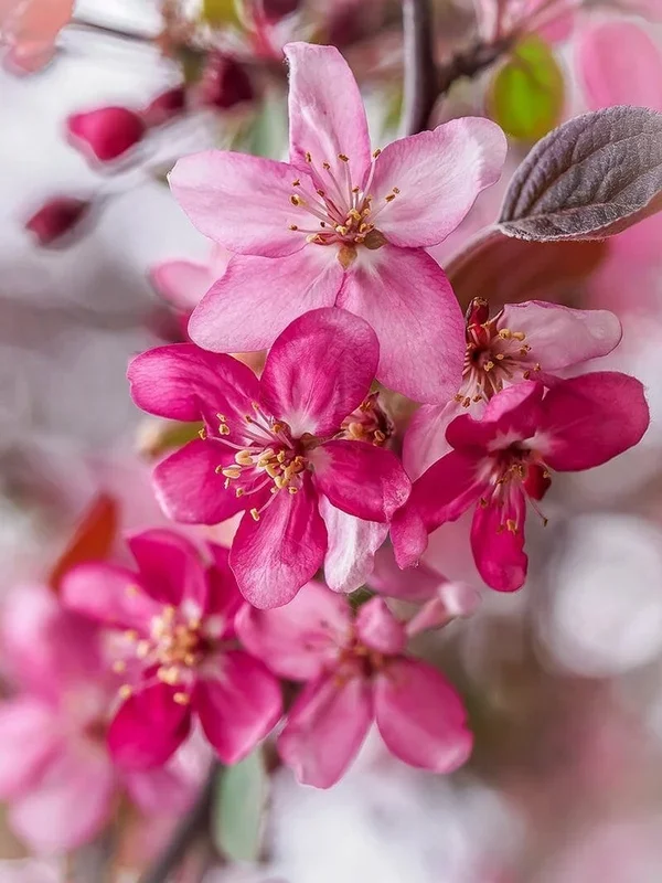 Malus ‘Profusion’ Crab Apple