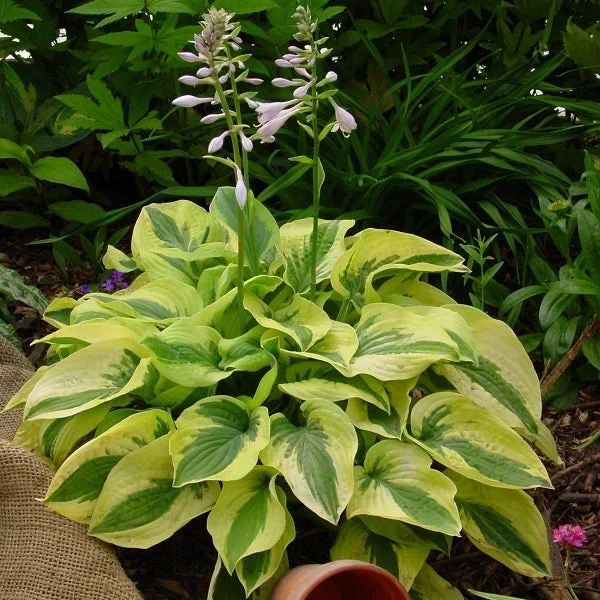 Mama Mia – Medium Hosta