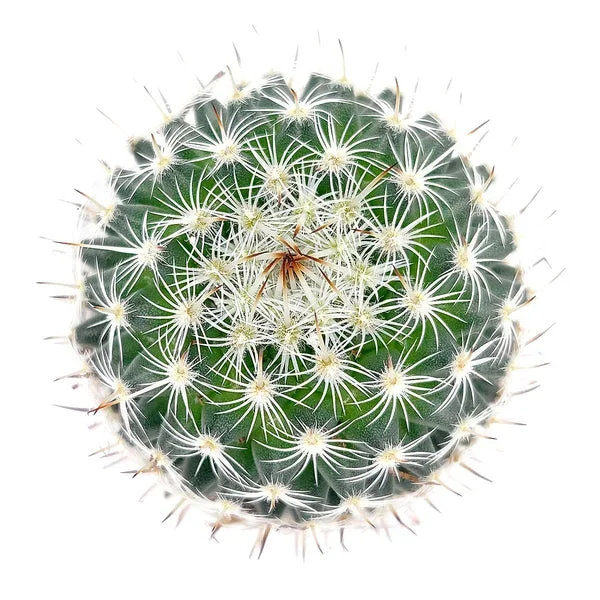 Mammillaria haageana ssp. Elegans Cactus