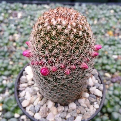 Mammillaria matudae