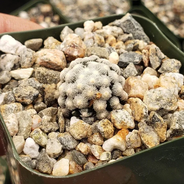 Mammillaria theresae