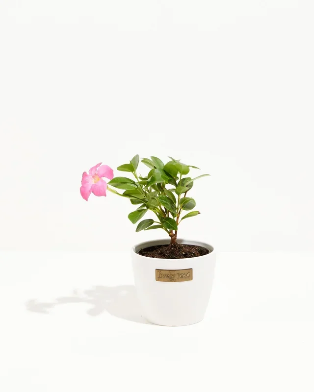 Mandevilla Pink