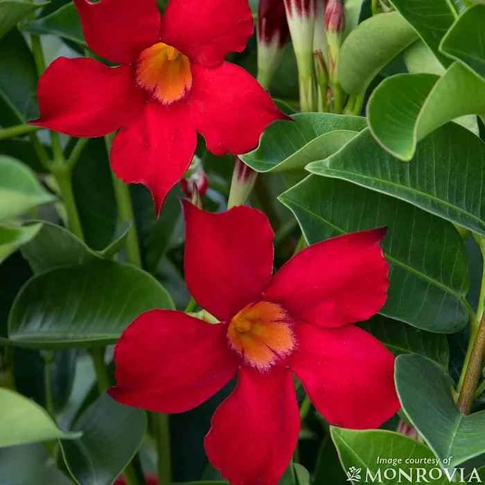 Mandevilla Sunvilla Red 2gal