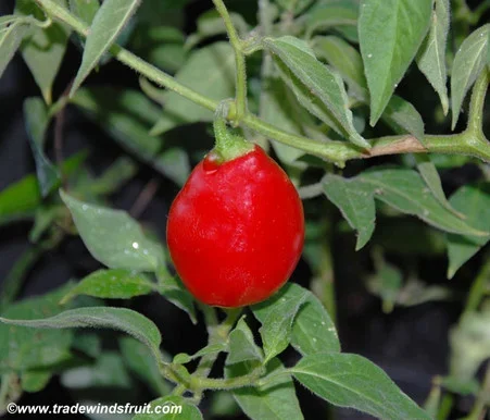Manzano Pepper, Red Seeds