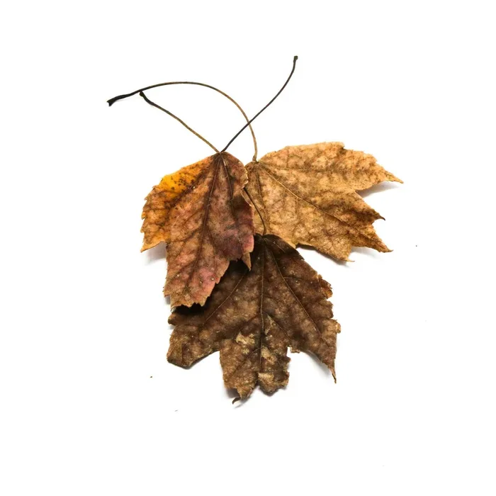 Maple Leaves (Acer spp)
