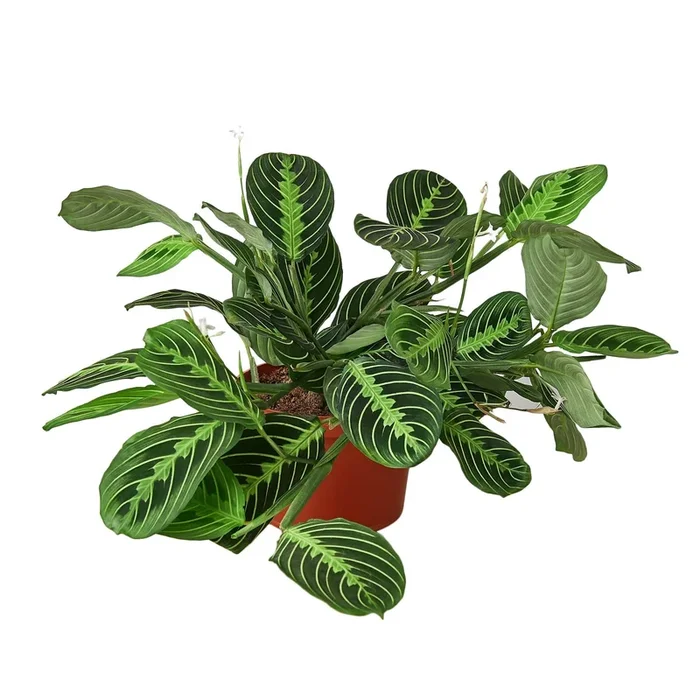 Maranta ‘Lemon Lime’ – 6″ Pot – NURSERY POT ONLY