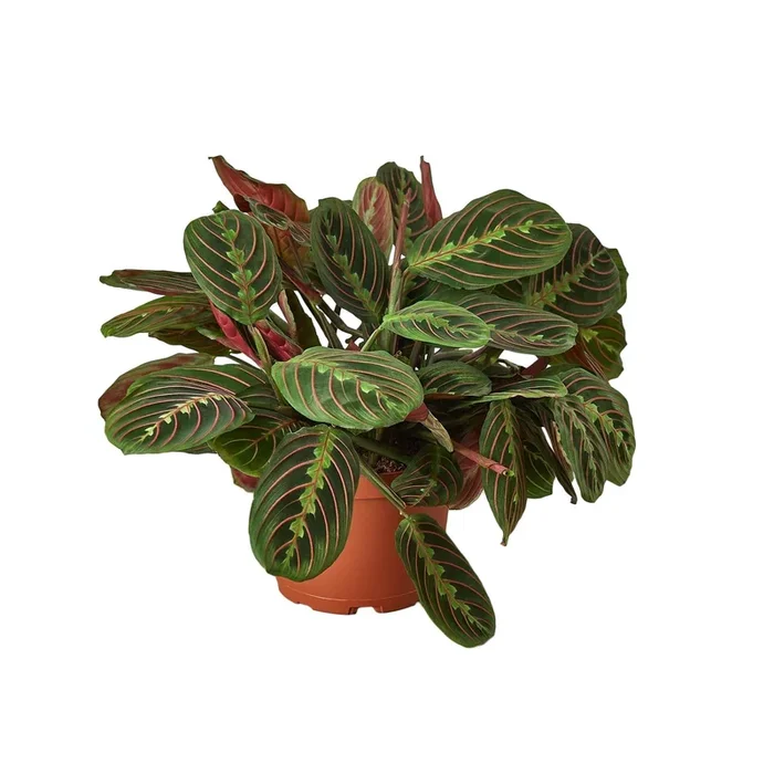 Maranta Red Prayer – 6″ Pot – NURSERY POT ONLY