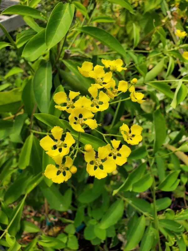 Mascagnia macroptera –Yellow Butterfly Vine–