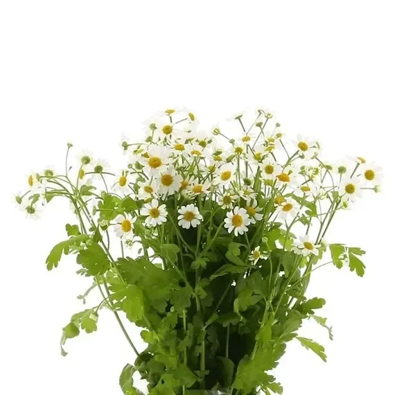Matricaria (x 5 Individual Stems) – White