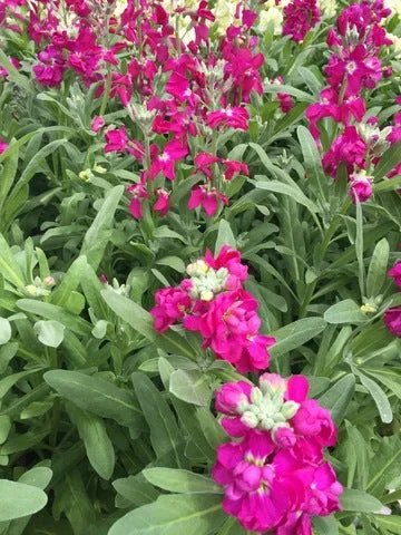 Matthiola incana ‘Vintage Rose’