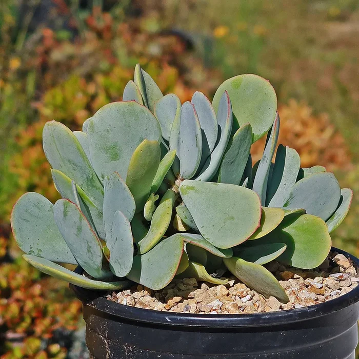 Mealy Kalanchoe – Kalanchoe farinacea