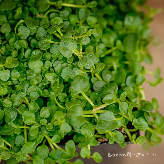 Mentha requienii-Corsican Mint 4.25in CF