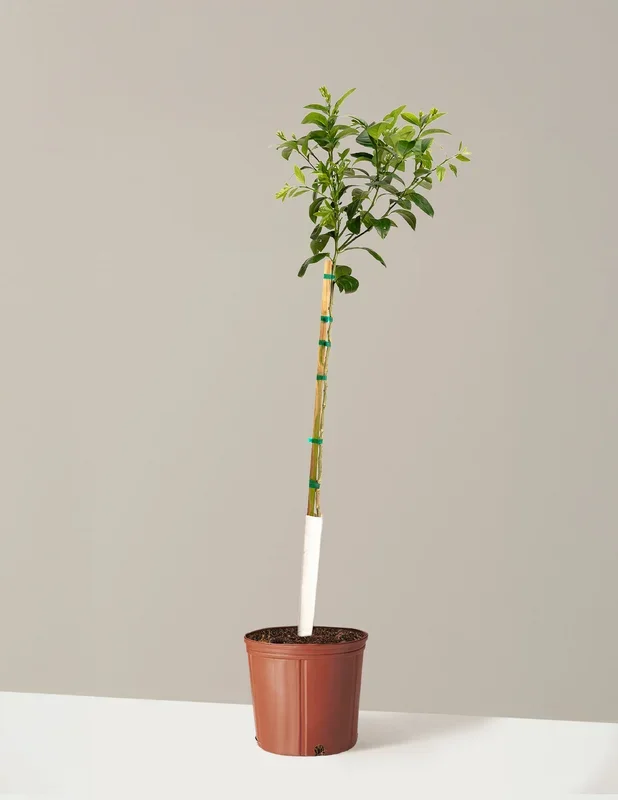Meyer Lemon Tree