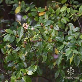 Michelia figo – port wine magnolia