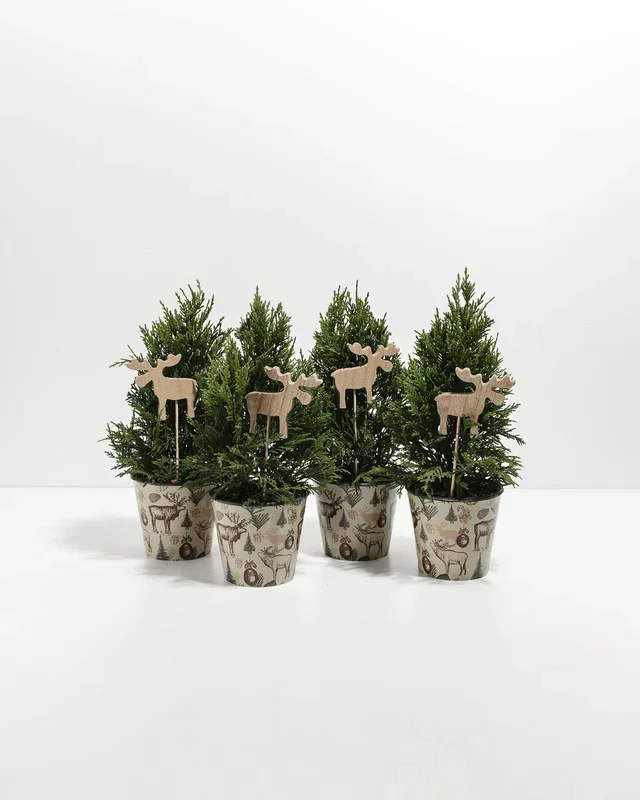 Mini Leyland Cypress 4-Pack