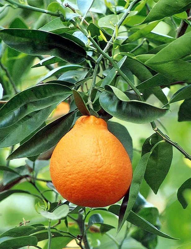 Minneola Tangelo, semi-dwarf