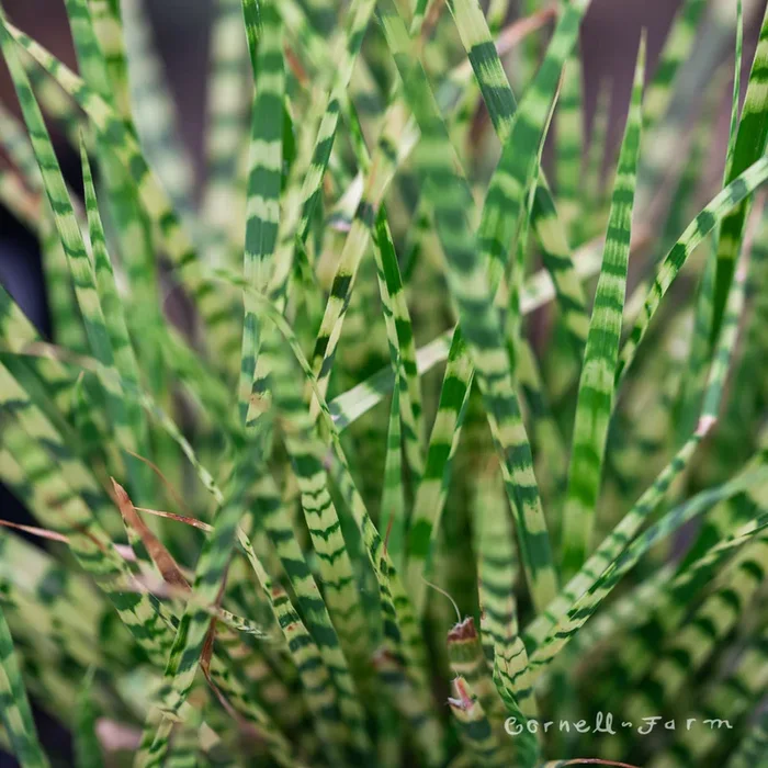 Miscanthus Gold Bar 1gal