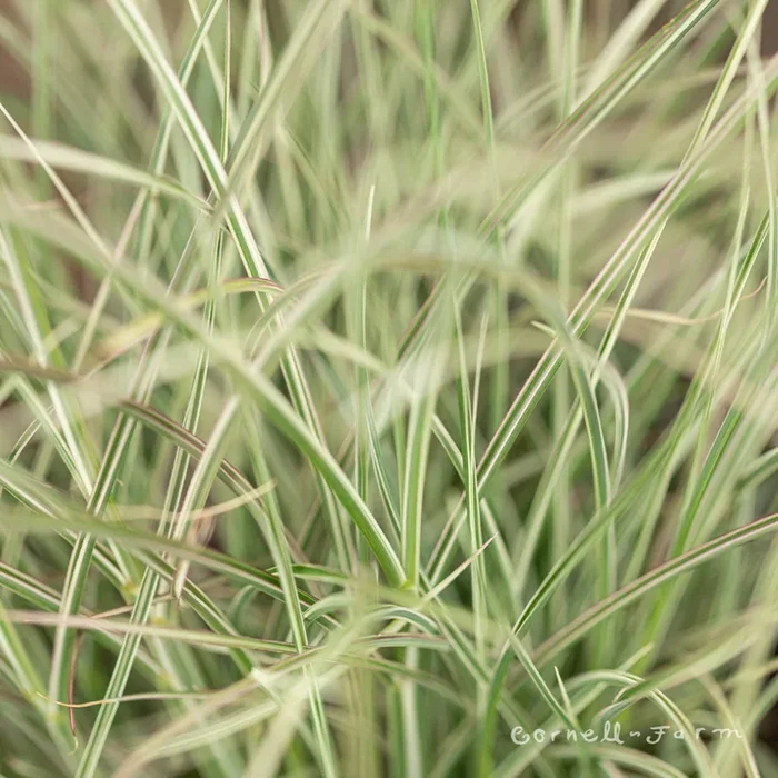Miscanthus s Morning Light 1gal CF