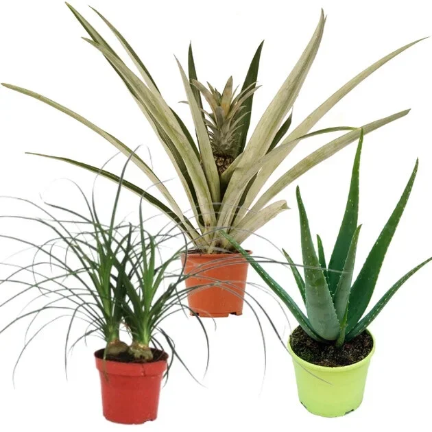 MIX PLANTAS: ALOE VERA, ANANAS CHAMPACA Y NOLINA