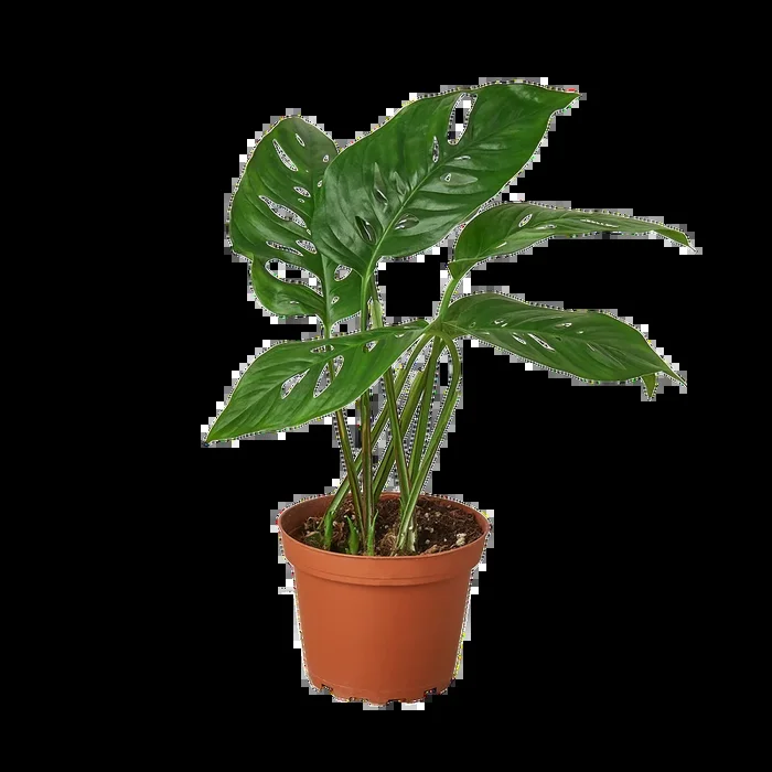 Monstera Adansonii ‘Swiss Cheese’ – 6″ Pot – NURSERY POT ONLY