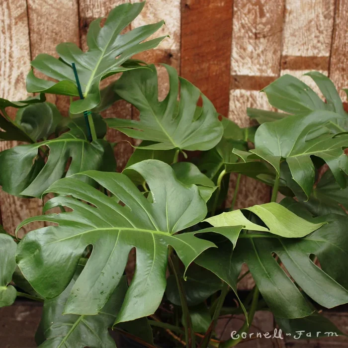 Monstera deliciosa 10in Swiss Cheese Plant