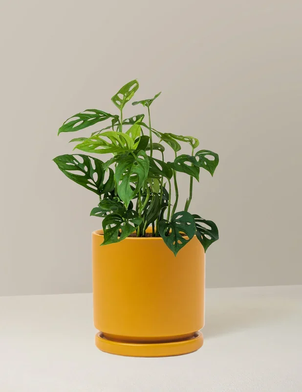 Monstera Esqueleto Skeleton Plant