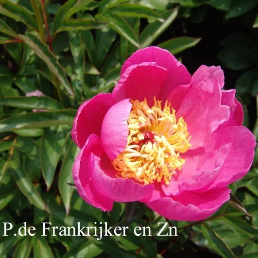 Mr. B.H. Fahr Peony