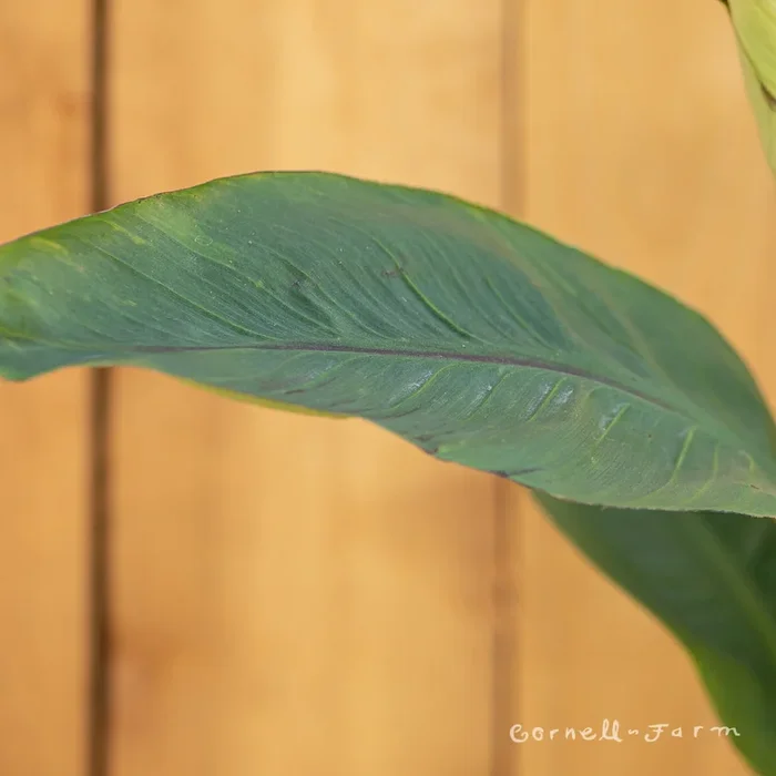 Musa basjoo 5gal Hardy Fiber Banana