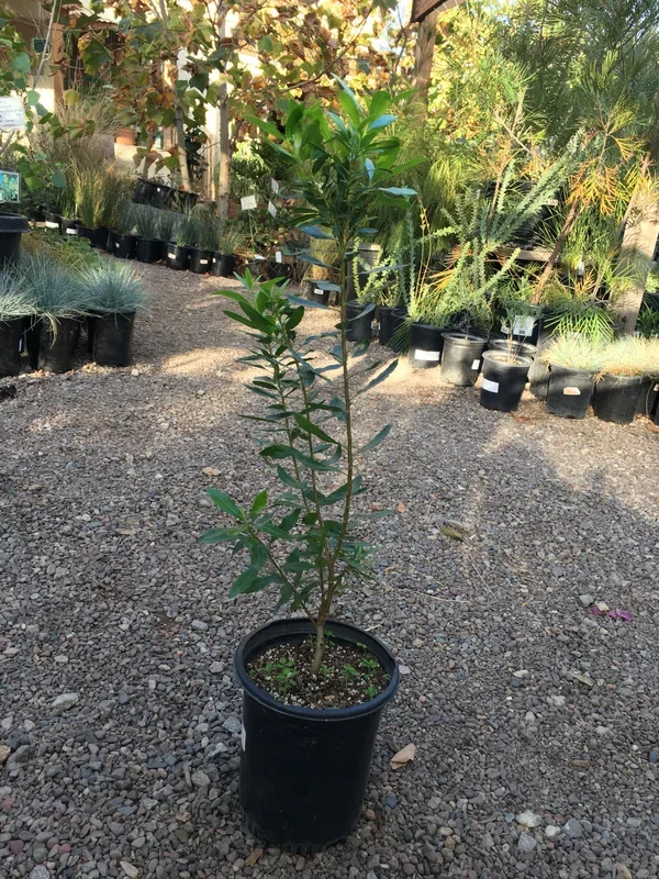 Myrica californica, Pacific Wax Myrtle