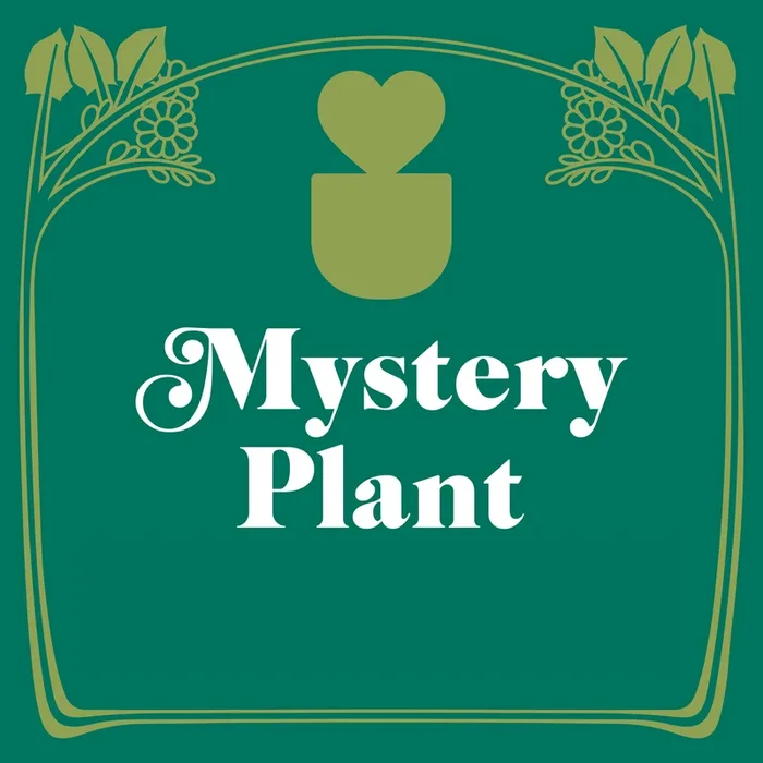 Mystery House Plant – 3″ Pot