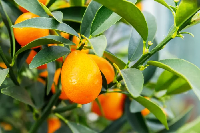 Nagami Kumquat