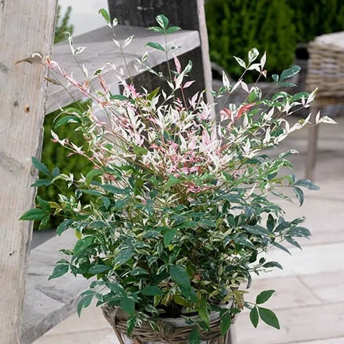 Nandina ‘Twilight’ Plant in 2L Pot