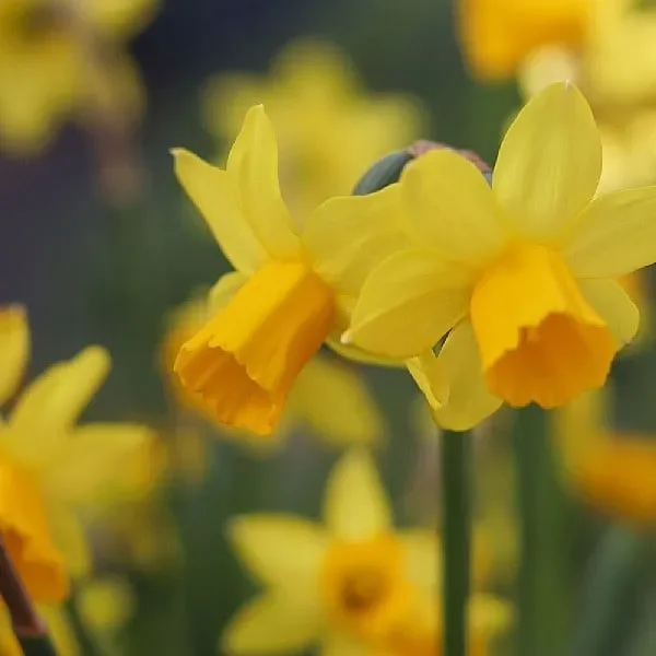Narcissus ‘Tête-à-tête’ (70 bulbs)