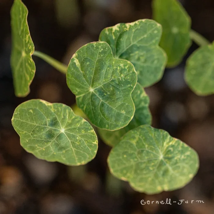 Nasturtium Alaska Jumbo 6pk Variegated