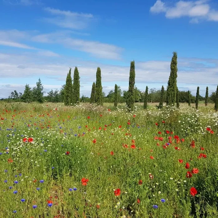 Native British Wildflower Meadow Seed Mix