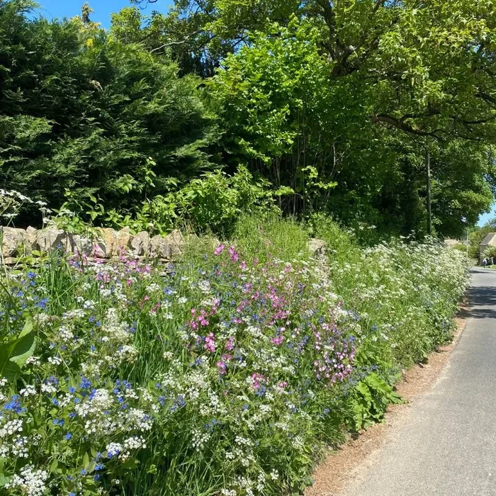 Native British Wildflower Seeds For Partial Shade